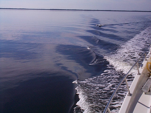 Dolphins