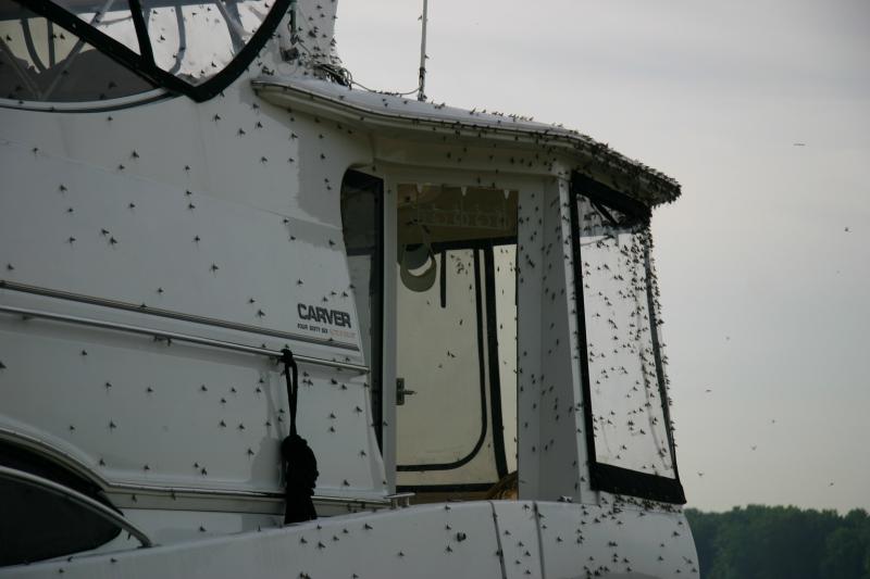 attack of the mayflies